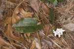 Trailing arbutus